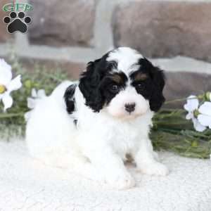 Rose, Cavapoo Puppy